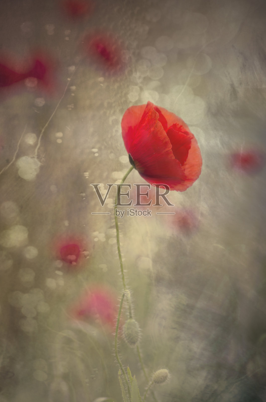 罂粟照片摄影图片