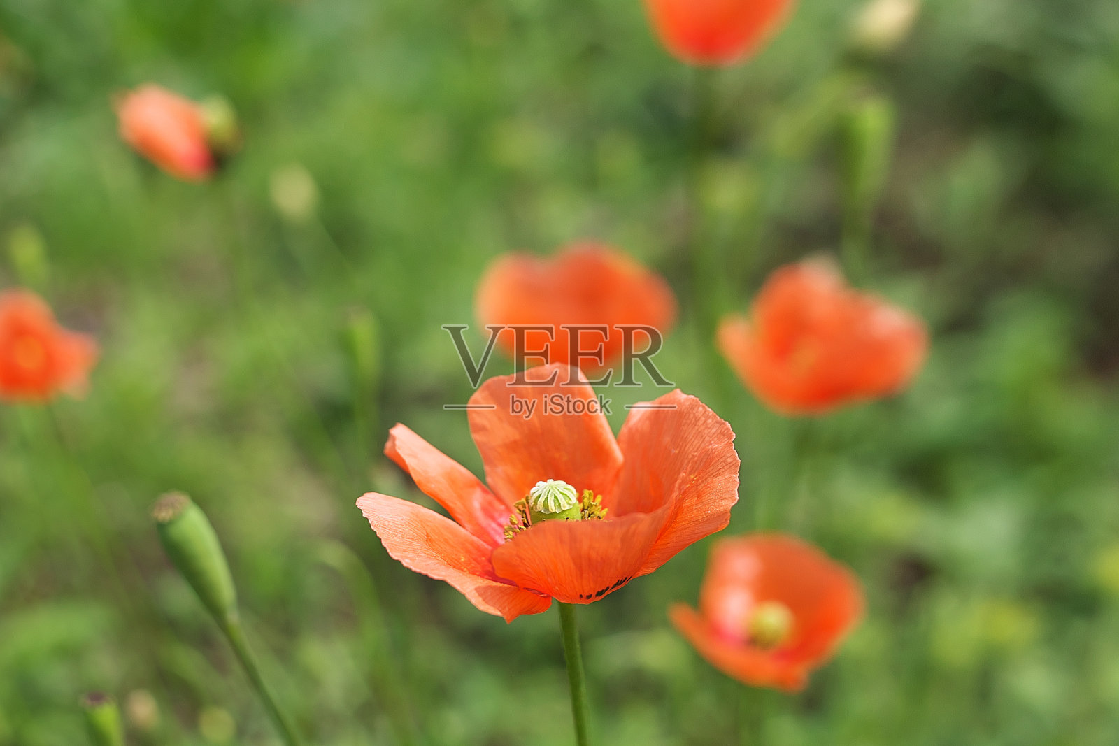 花照片摄影图片