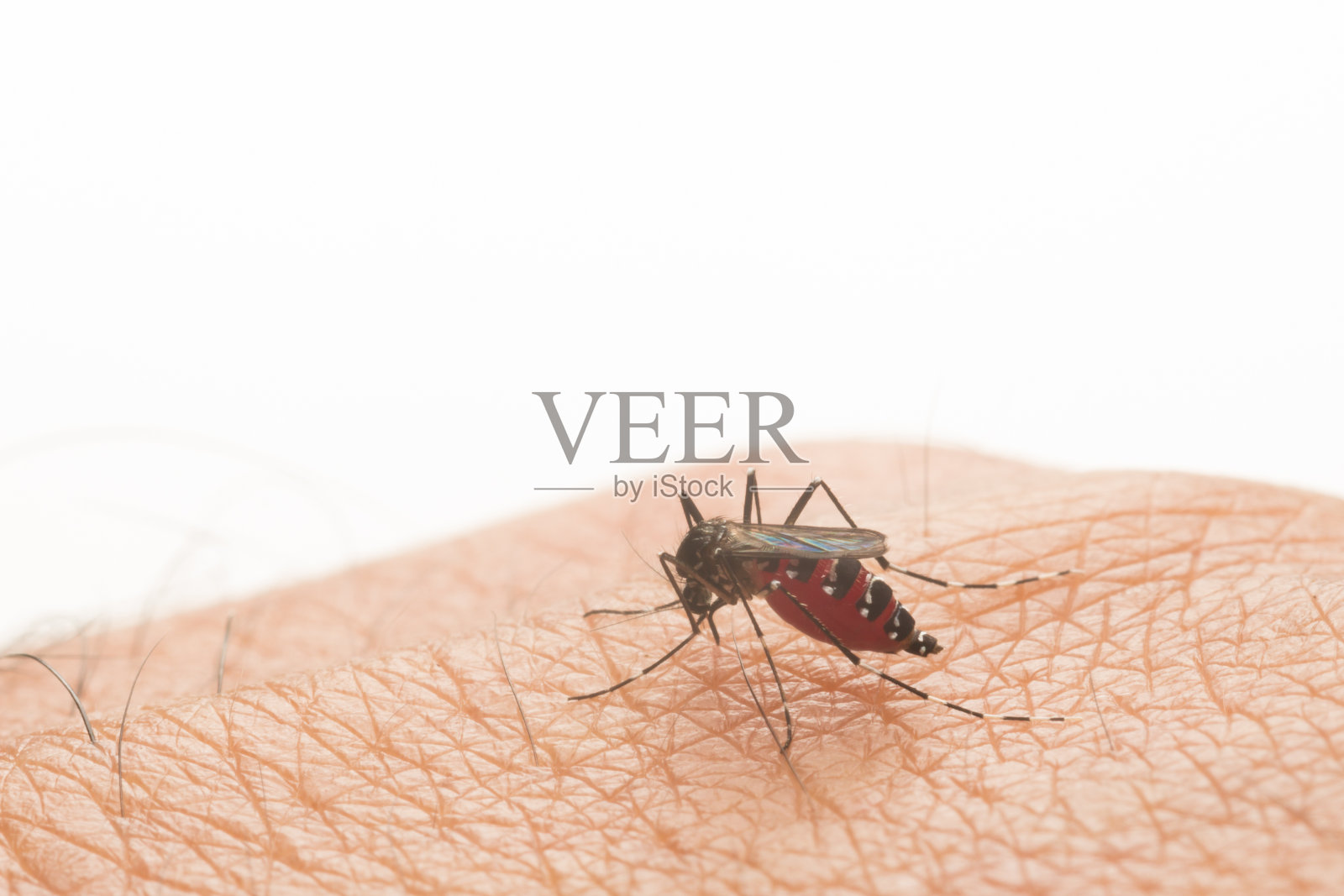 埃及伊蚊。靠近一只吸人血的蚊子。照片摄影图片