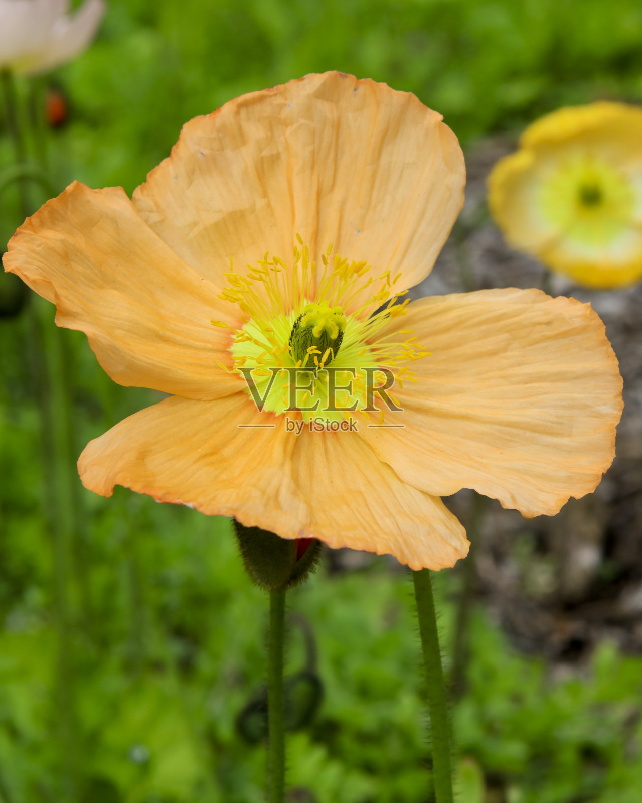 一个橙色罂粟花的特写照片摄影图片