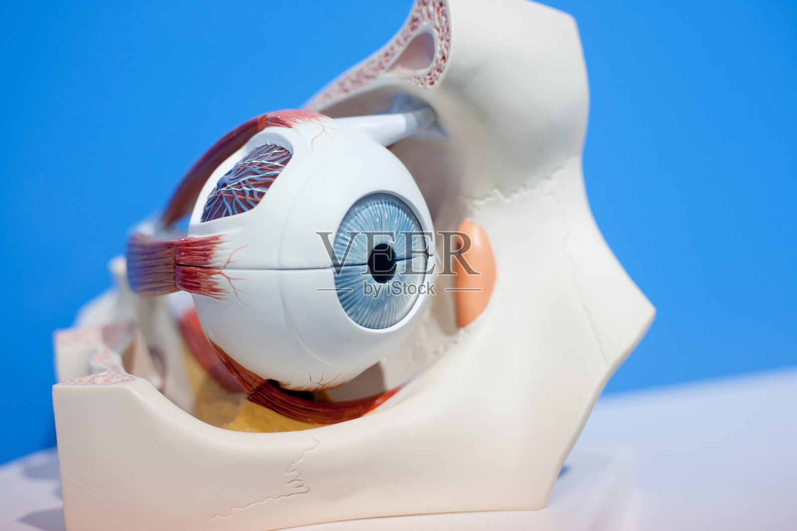 人体器官,眼睛模型照片摄影图片