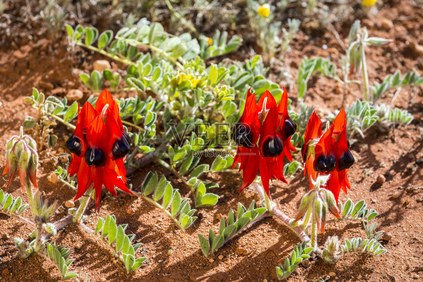 斯图特沙漠豌豆,野花,澳大利亚照片摄影图片