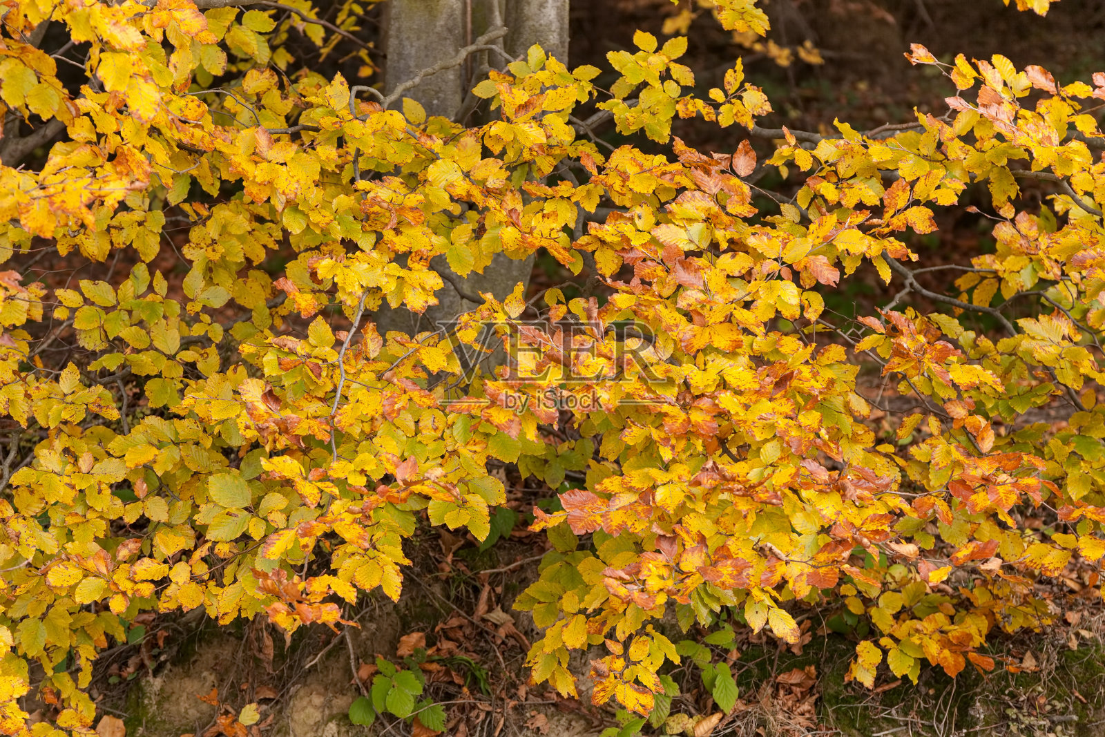 黄叶的背景照片摄影图片