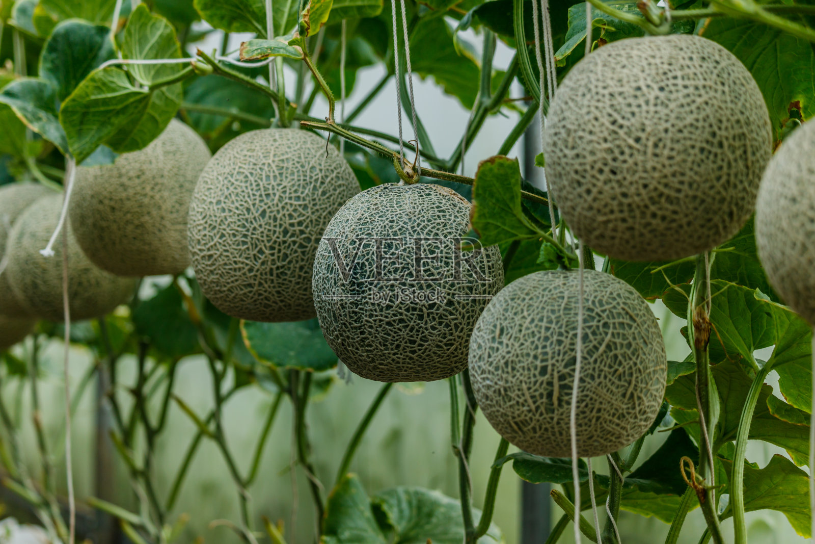 哈密瓜。树上的鲜瓜。有选择性的重点照片摄影图片