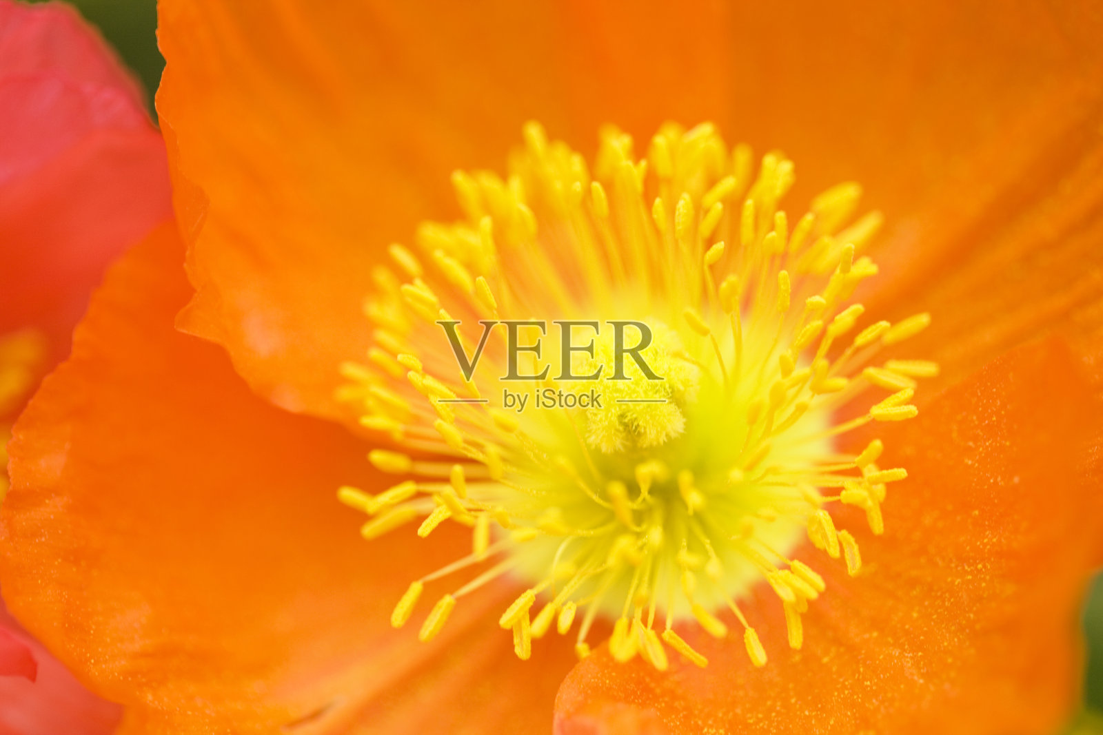 罂粟花特写照片摄影图片