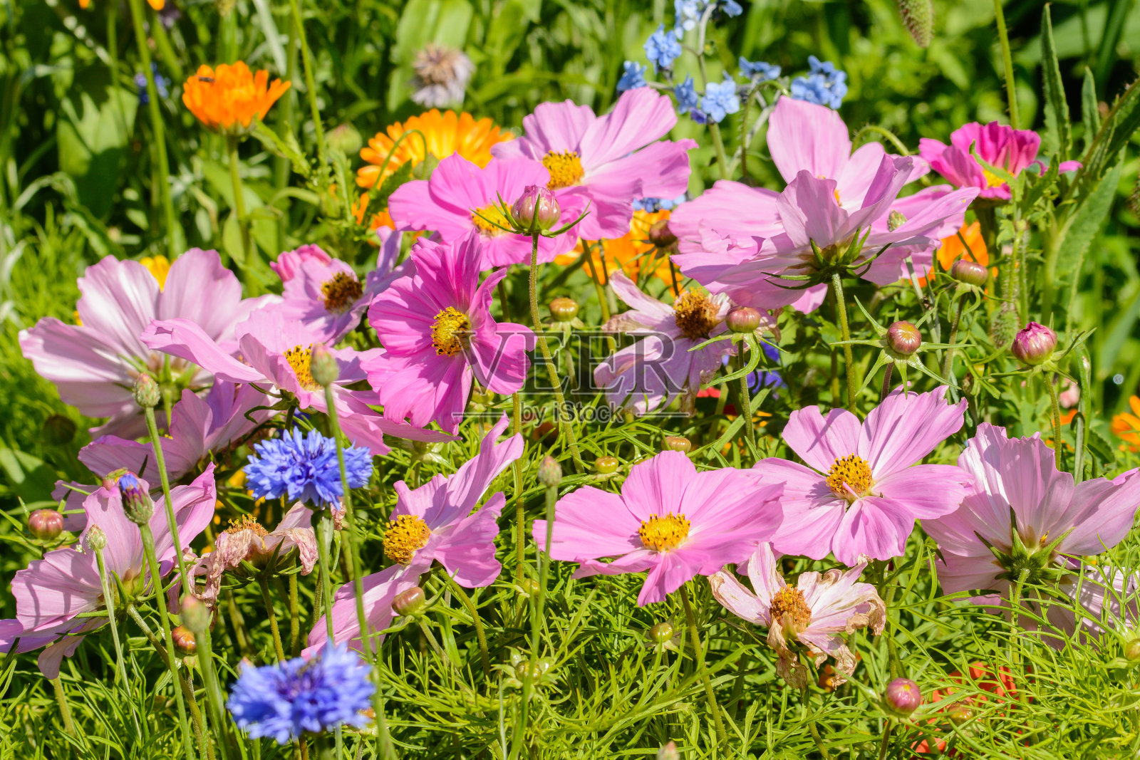 粉红色的花朵照片摄影图片