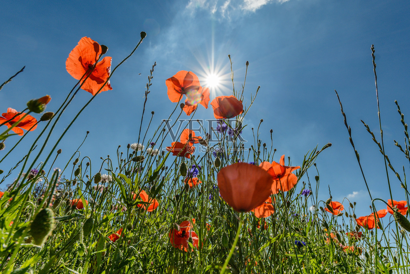拯救罂粟照片摄影图片