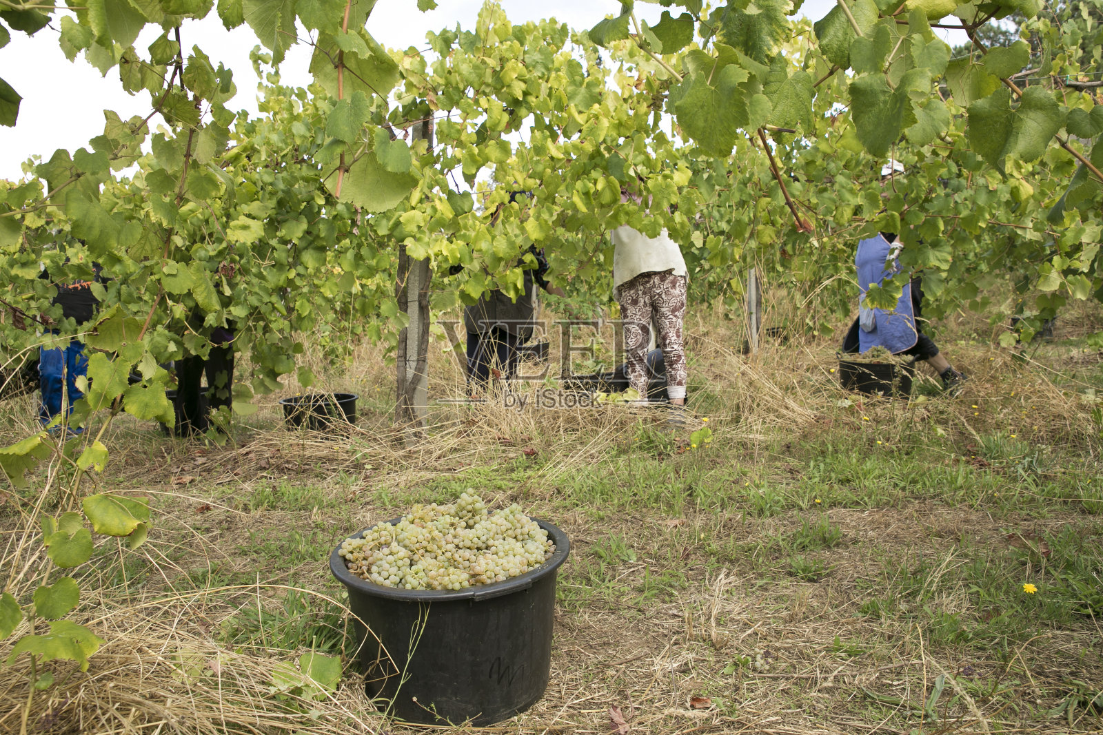 葡萄藤上有绿叶的葡萄。照片摄影图片