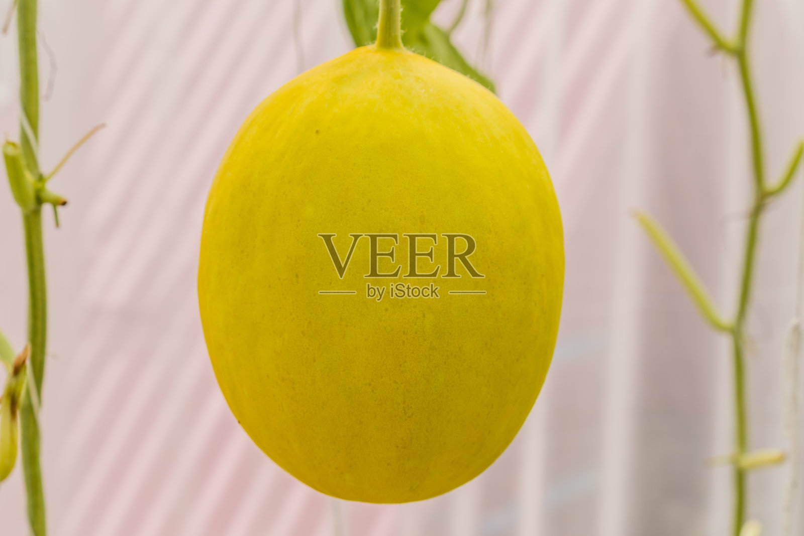 温室里生长的黄色哈密瓜。照片摄影图片