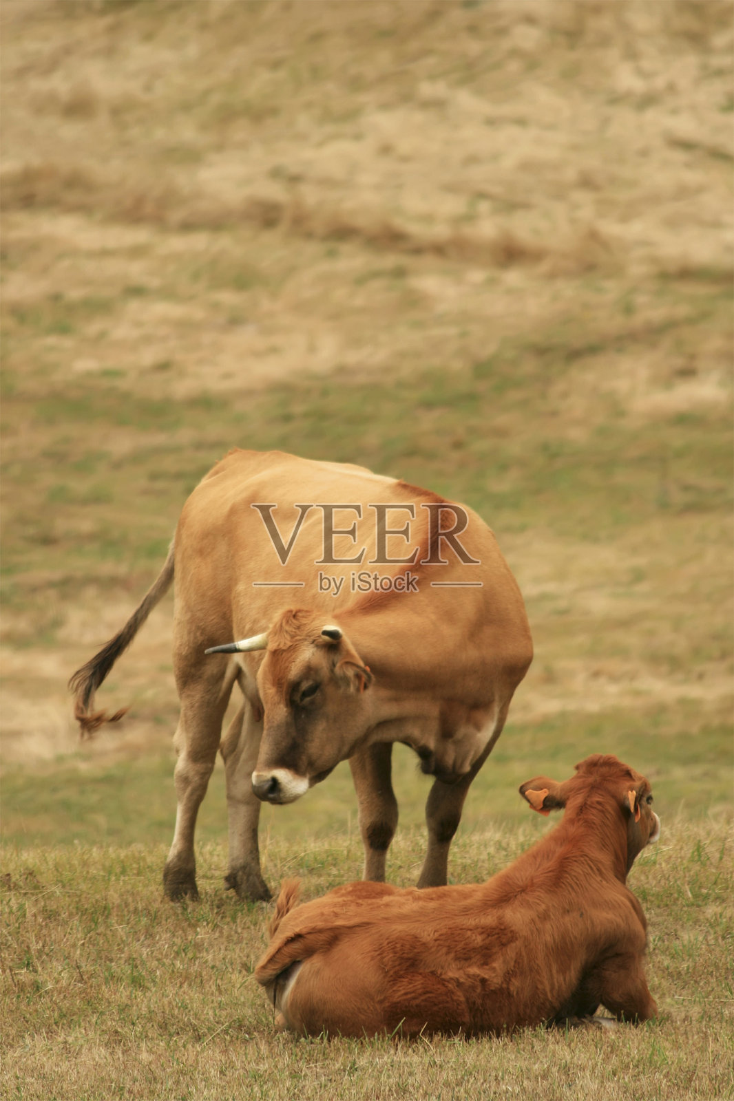 牛照片摄影图片