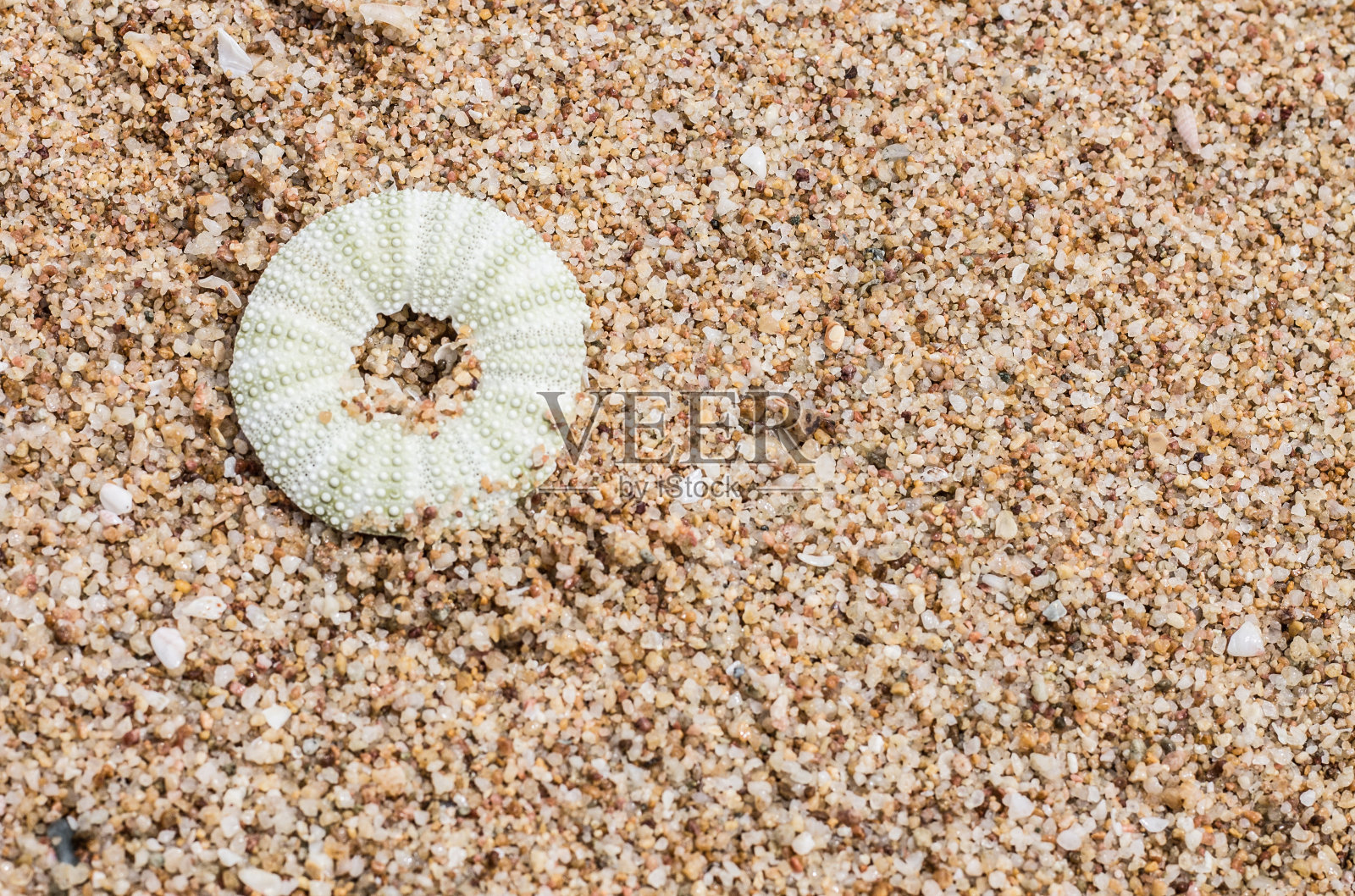 海洋污染动物尸体照片摄影图片