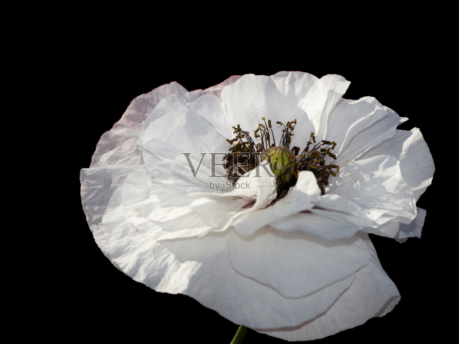 白色的罂粟花照片摄影图片