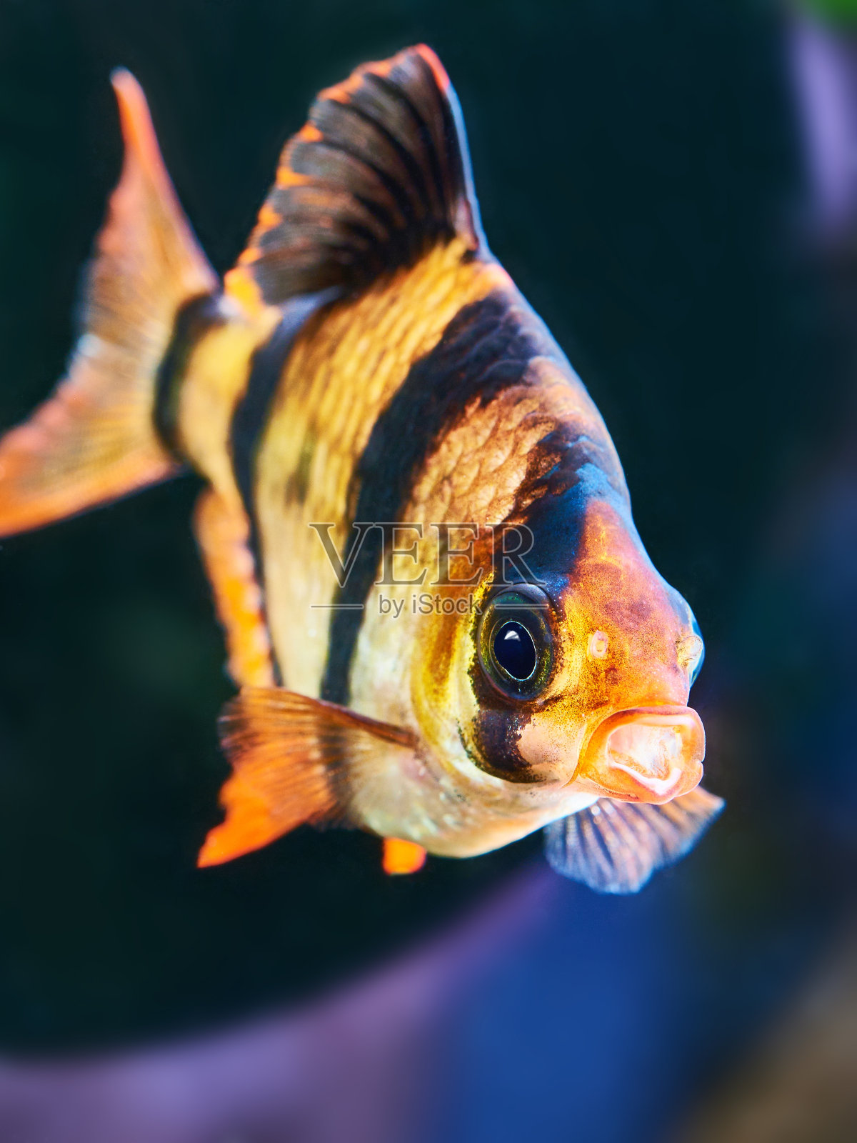 水族馆鱼 - 巴布乌斯朋提乌斯四佐纳照片摄影图片