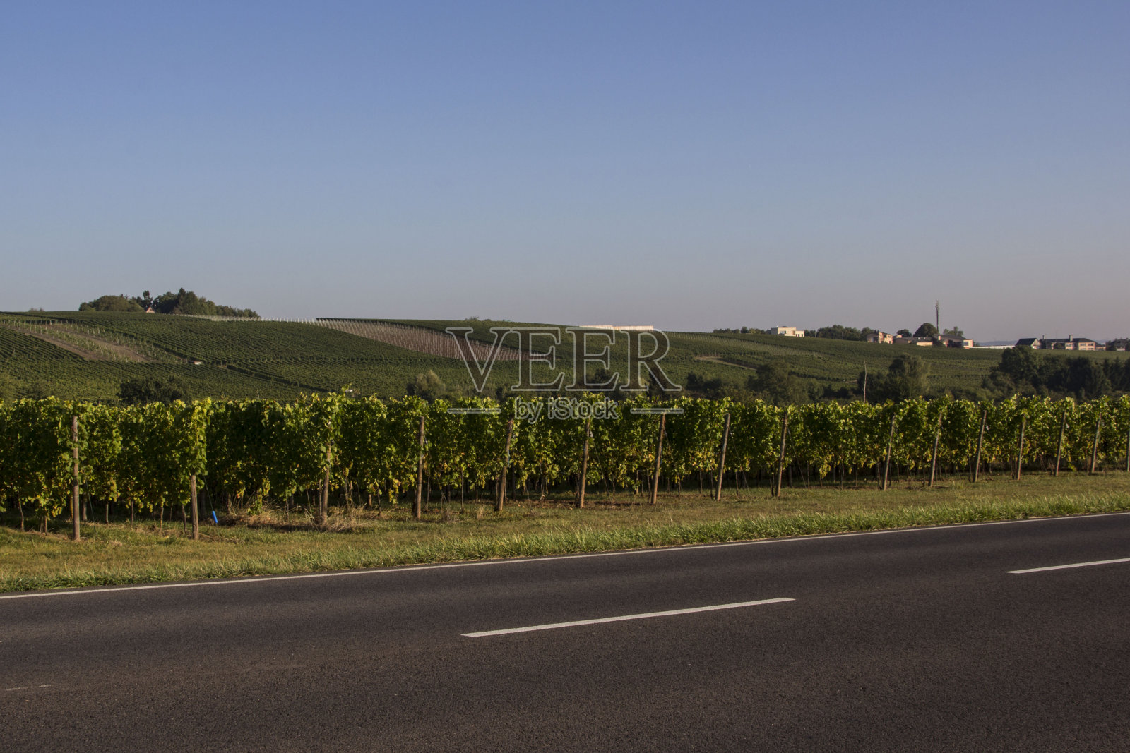 葡萄园照片摄影图片