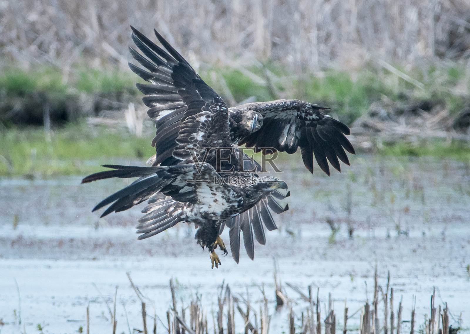 两只飞鹰嬉戏斗殴照片摄影图片