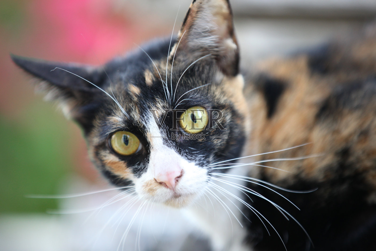 Ð’在镜头前摆好姿势,泰国照片摄影图片