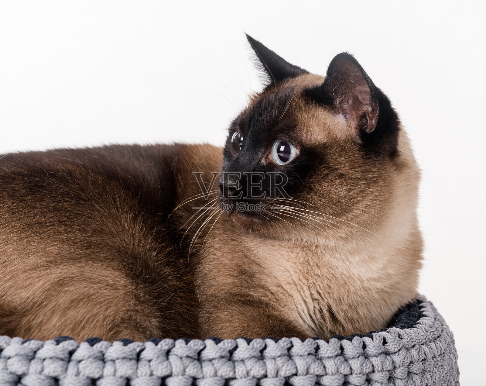 暹罗猫躺在手工篮子里。白色背景照片摄影图片