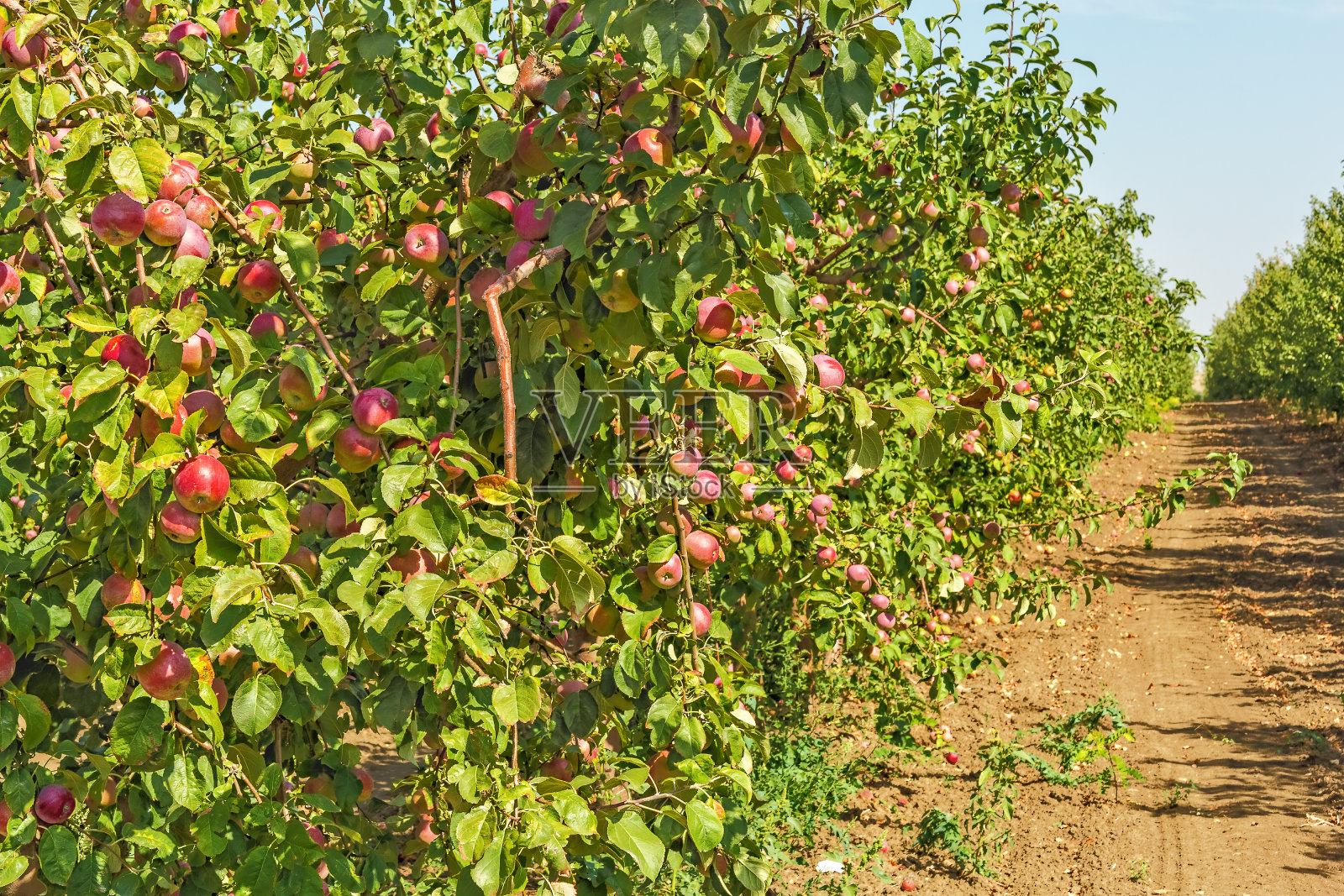 果园里结着成熟红色果实的苹果树照片摄影图片