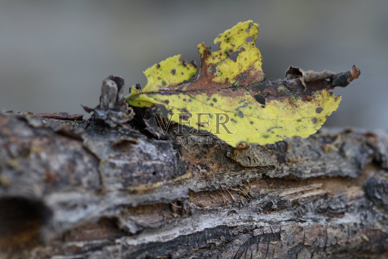 叶照片摄影图片