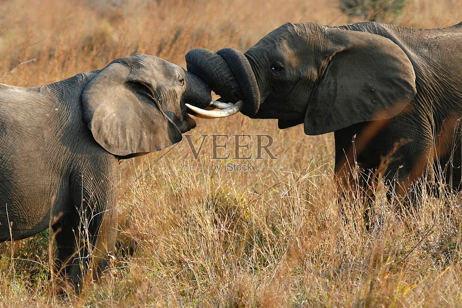 两只小象抓住了他的长鼻照片摄影图片