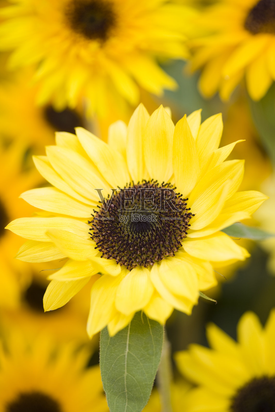 向日葵照片摄影图片