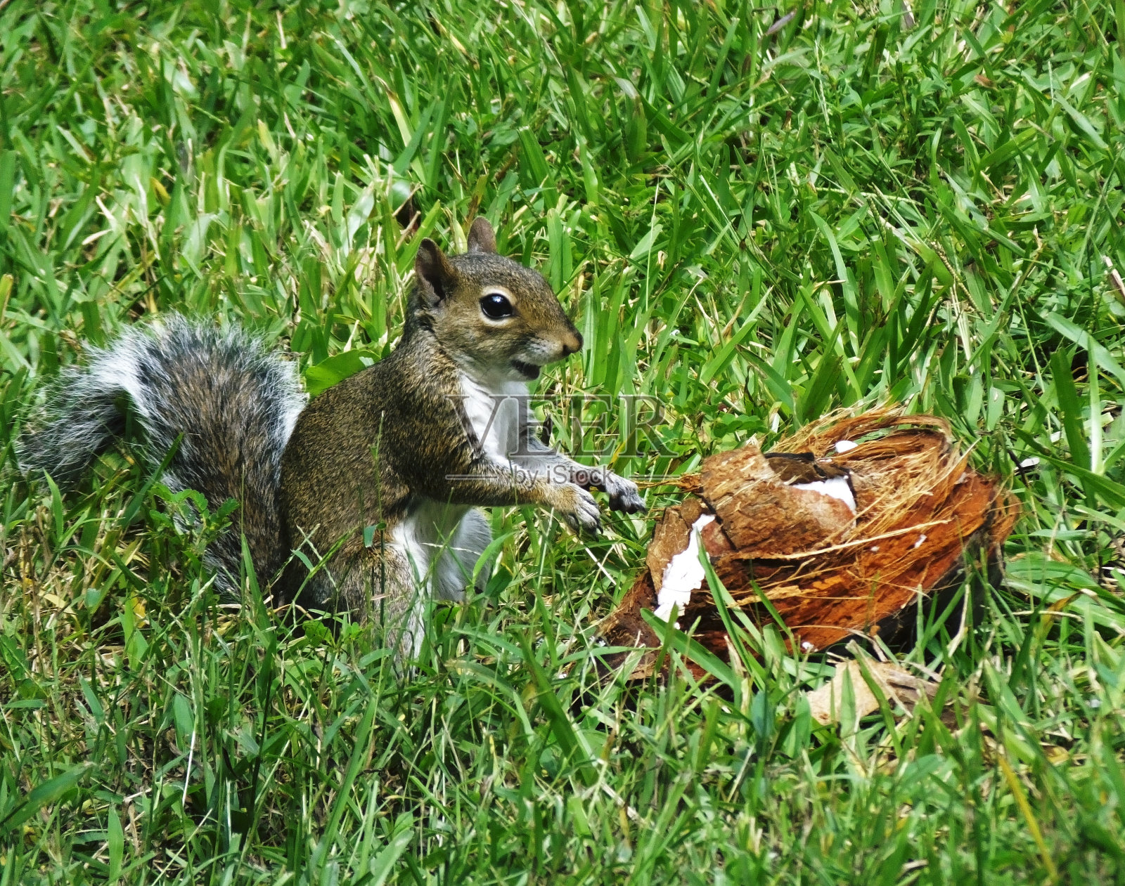 灰松鼠照片摄影图片