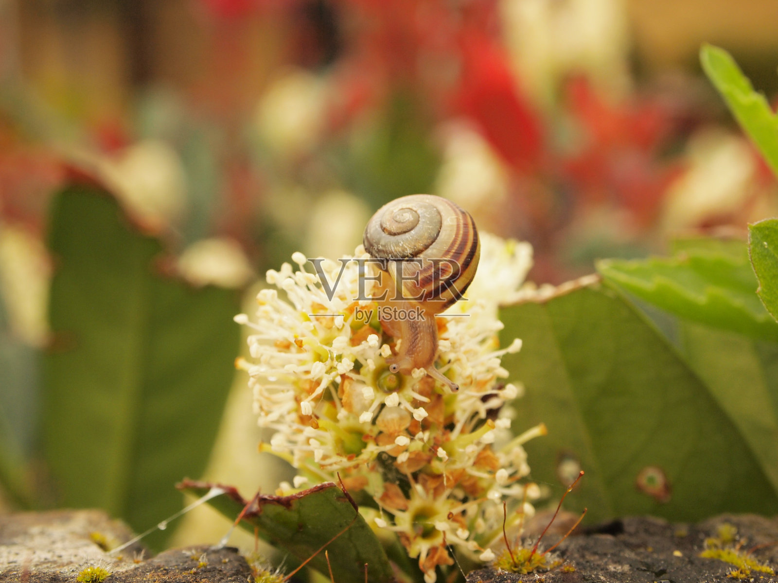 花上的蜗牛照片摄影图片