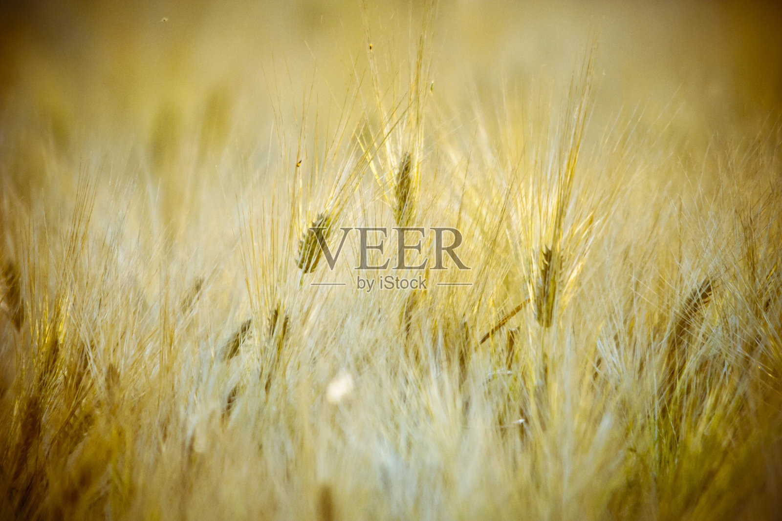 田野里生长的麦子特写照片摄影图片