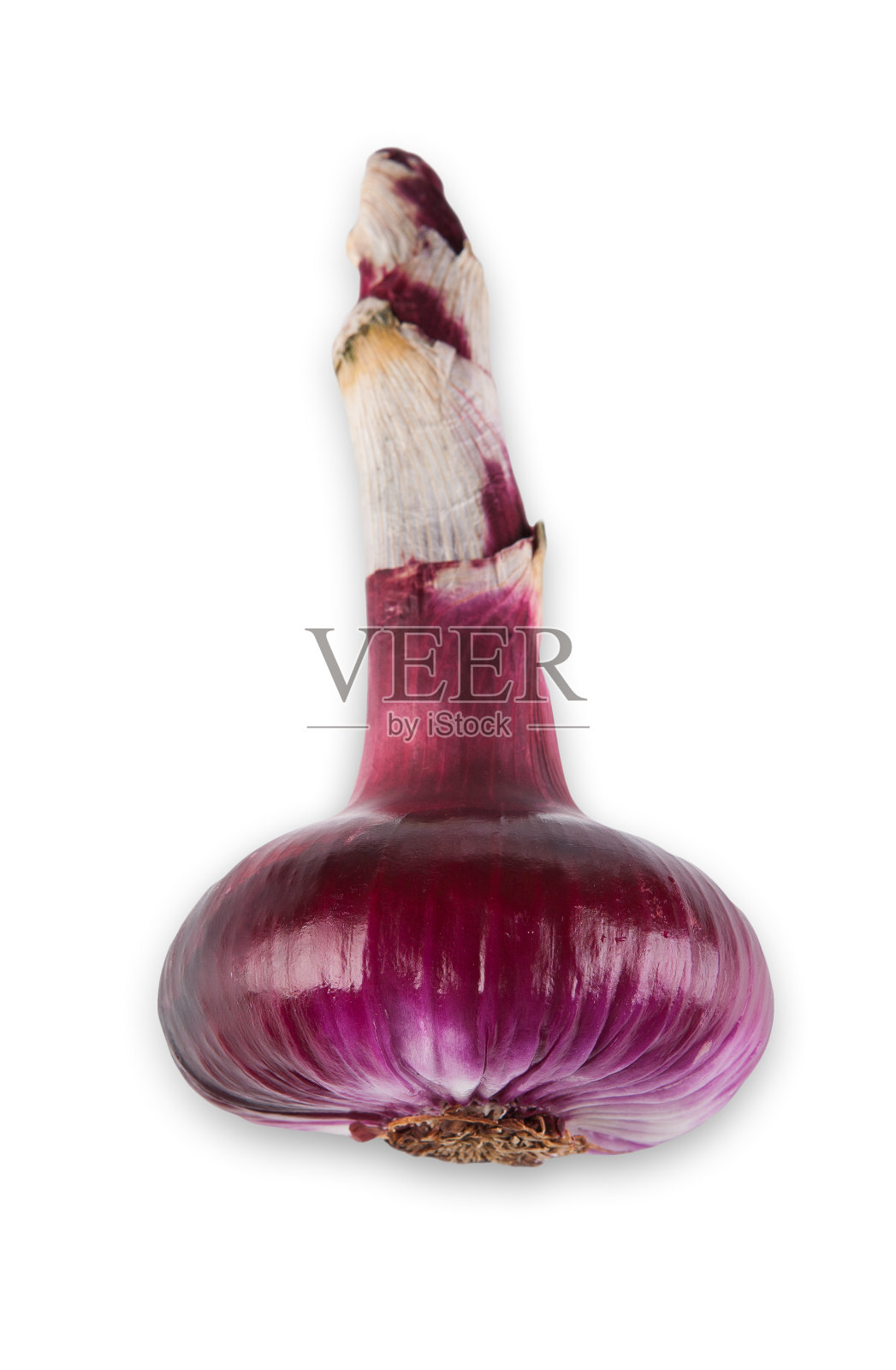 一个红色的洋葱特写孤立在白色的背景照片摄影图片