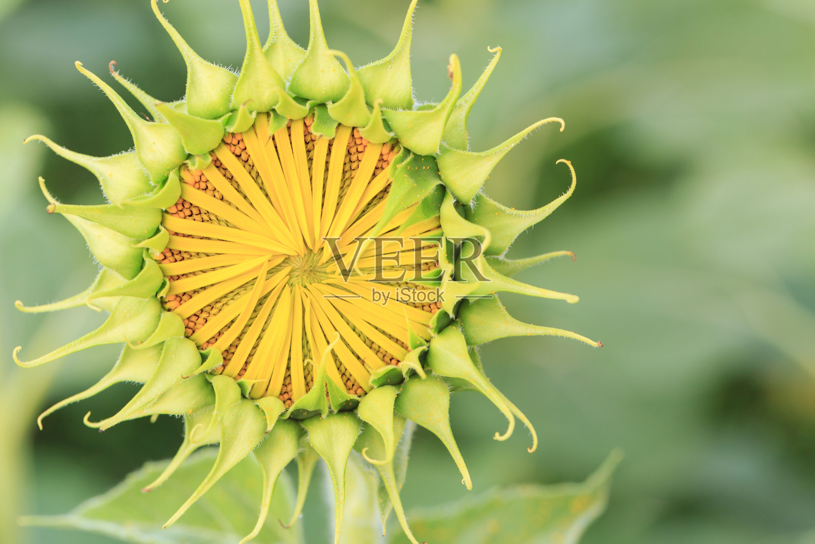 近距离观察花园里的小花。照片摄影图片