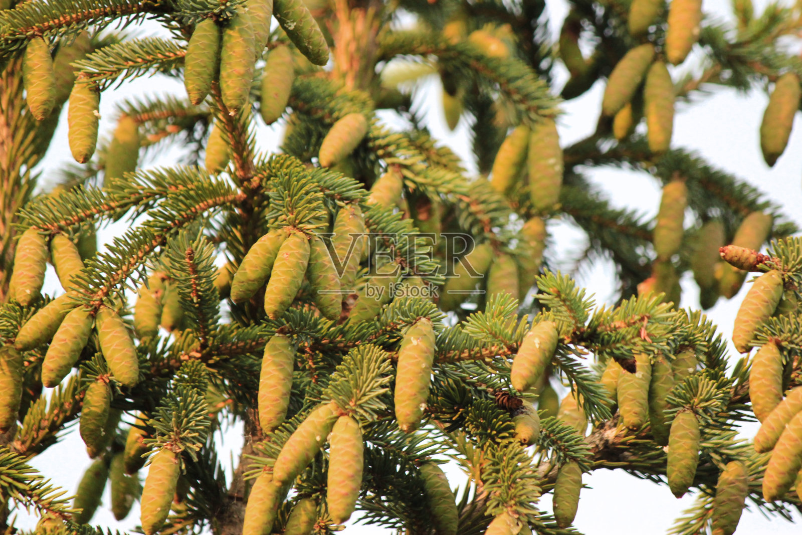 有球果的冷杉树枝靠近照片摄影图片