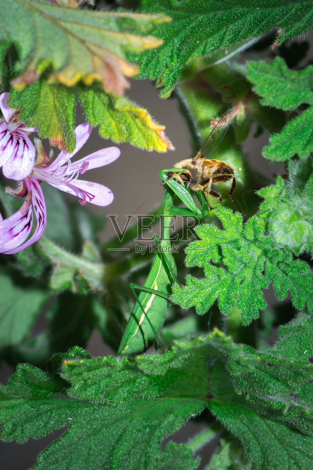 绿螳螂吃蜜蜂照片摄影图片