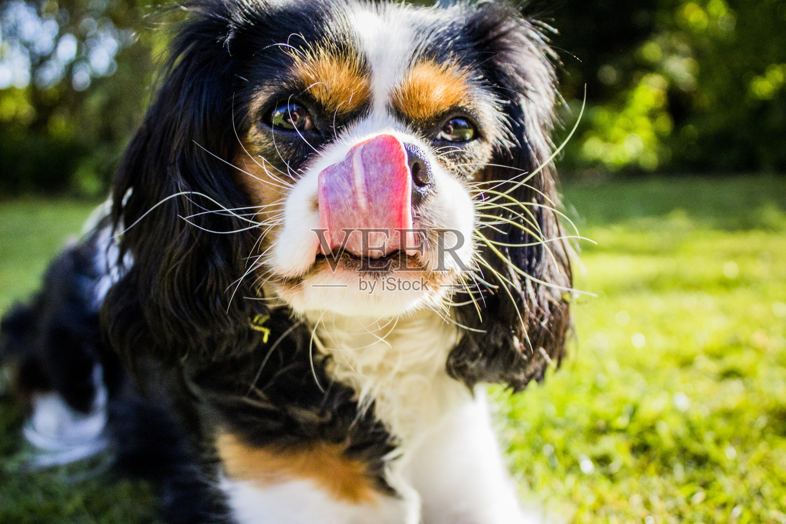 查尔斯国王骑士犬。照片摄影图片