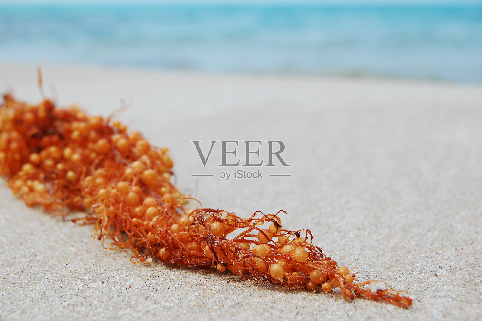 海洋植物照片摄影图片