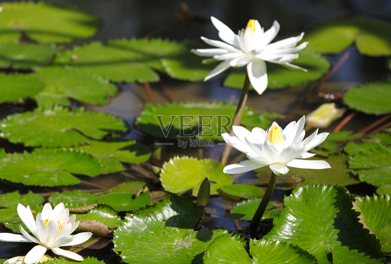 水里长着五颜六色的百合花照片摄影图片