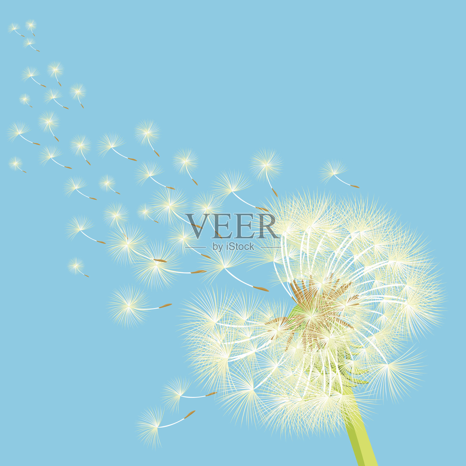 蒲公英在风中飞舞。矢量图插画图片素材