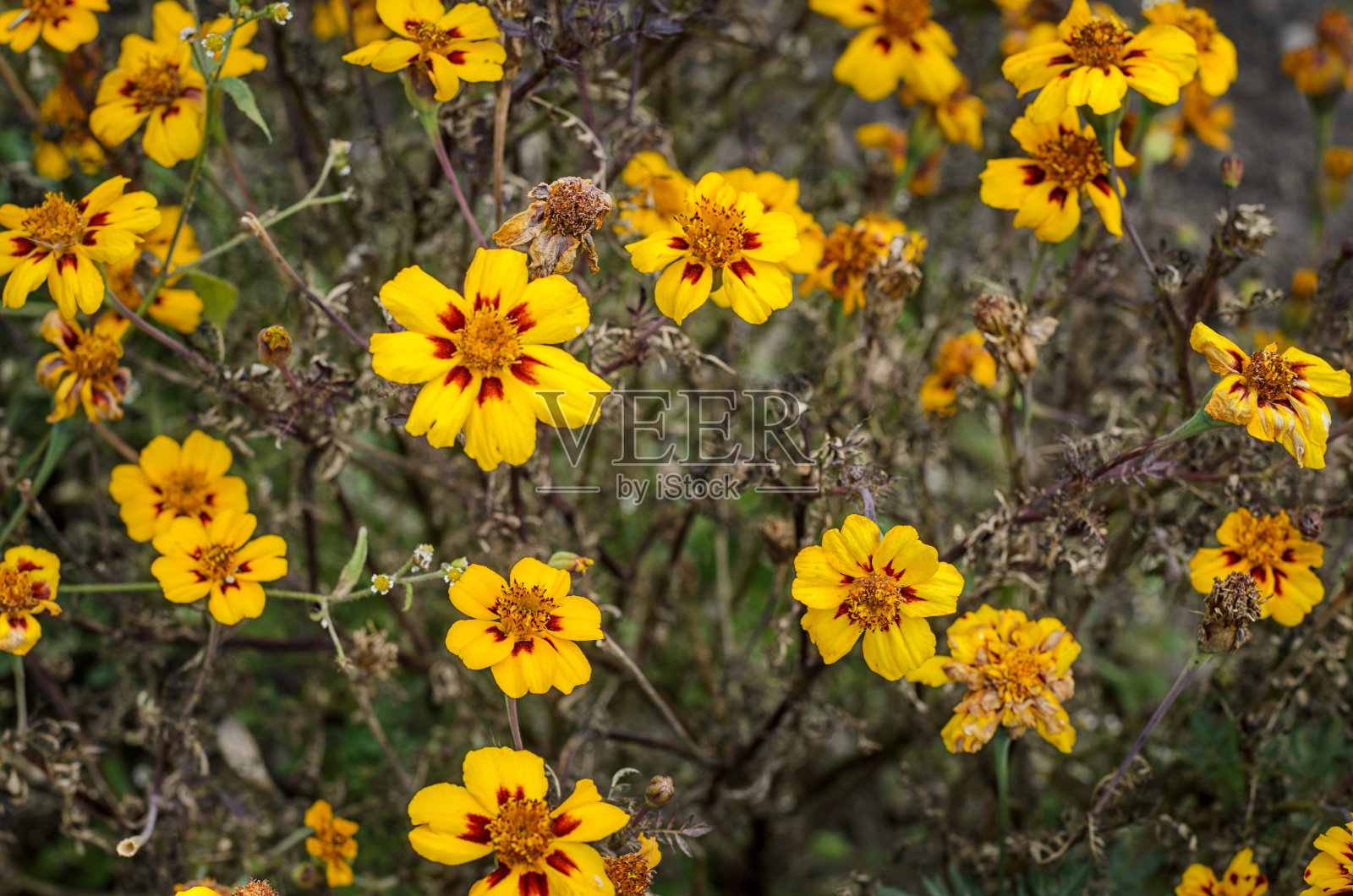 小黄秋花照片摄影图片
