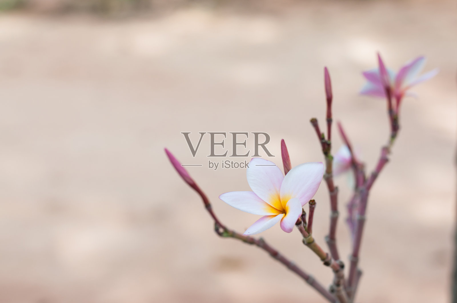 小鸡蛋花在花园里。照片摄影图片