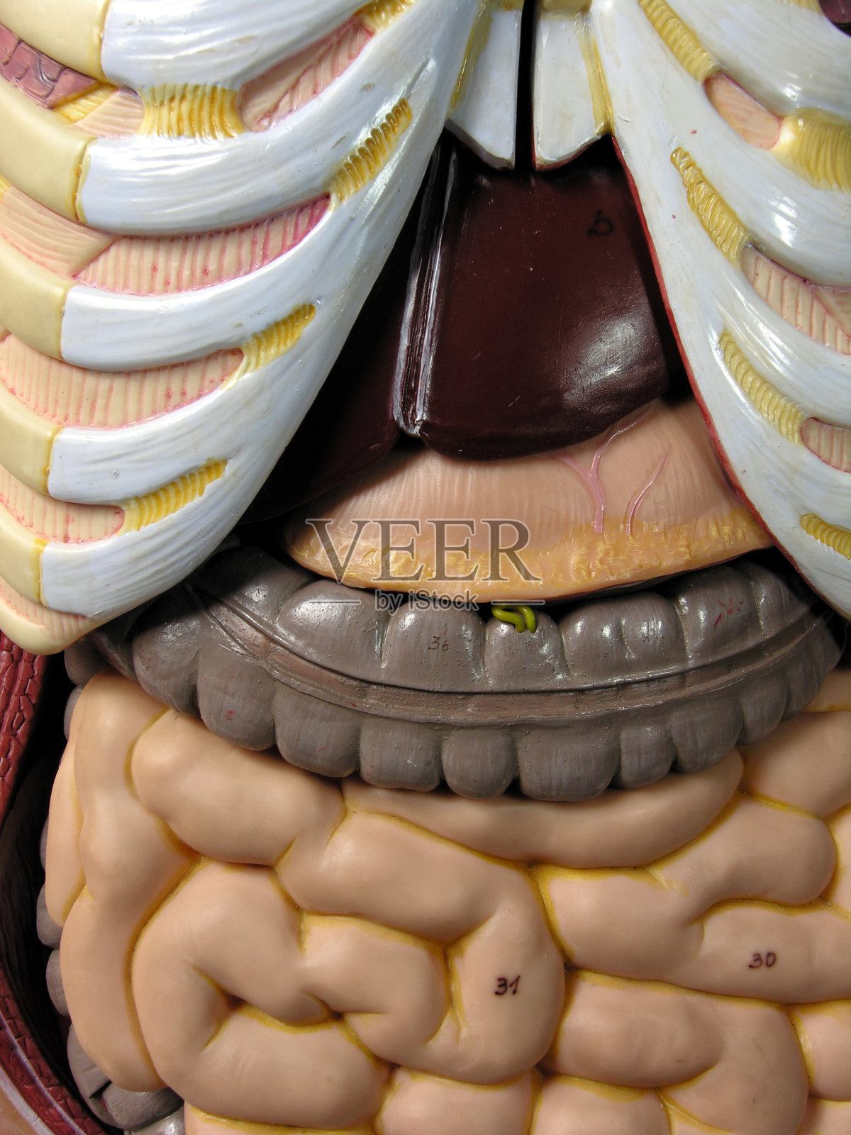 人体器官照片摄影图片