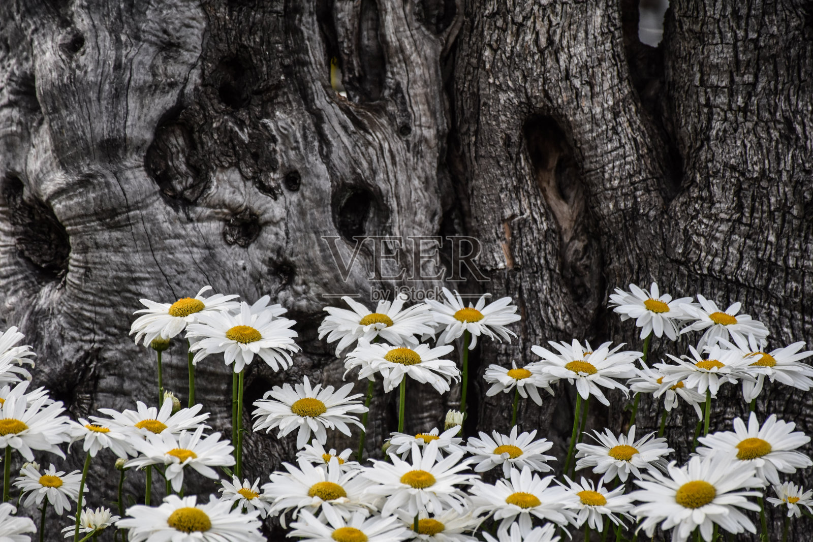 雏菊和一棵树照片摄影图片