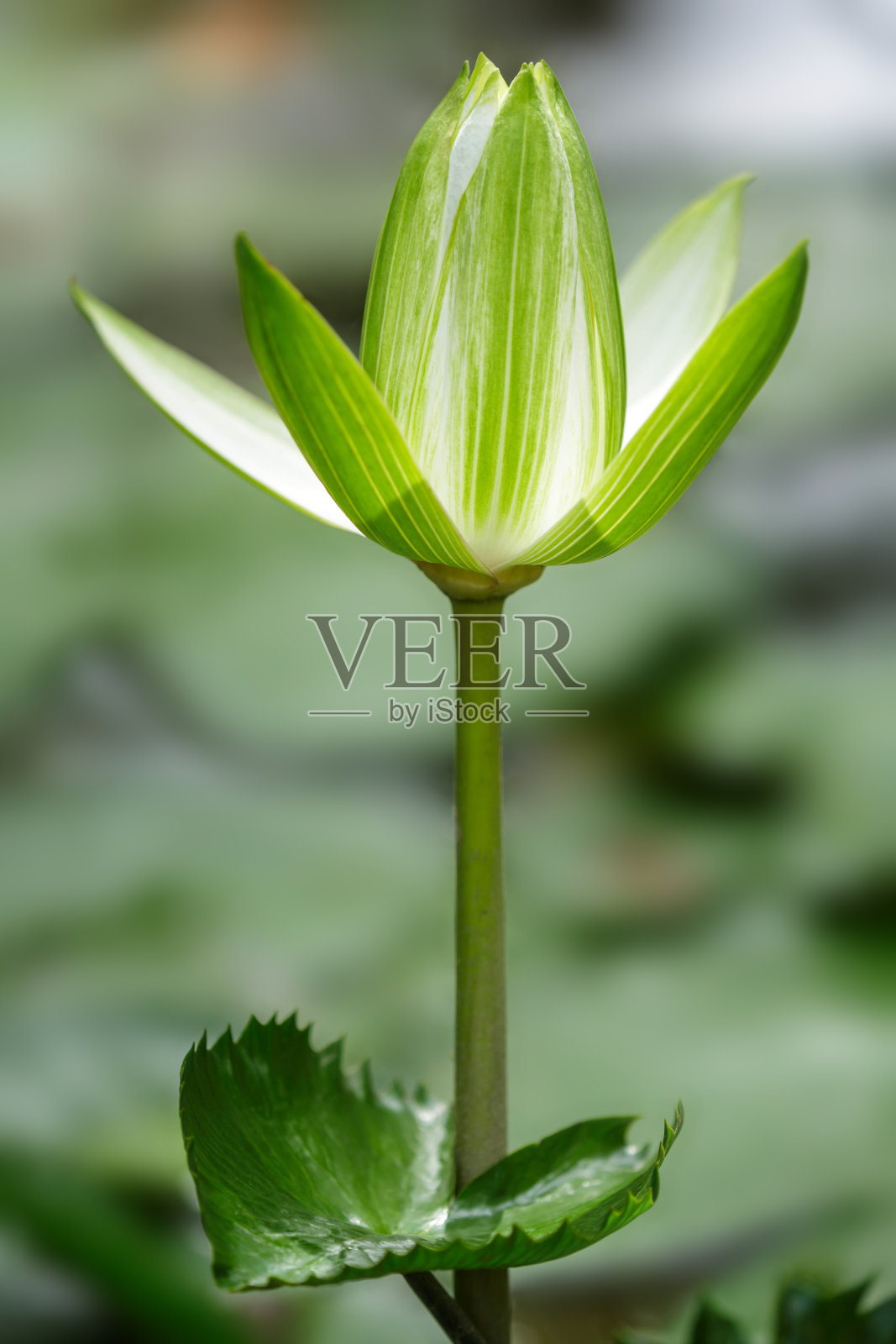 白色的莲花照片摄影图片