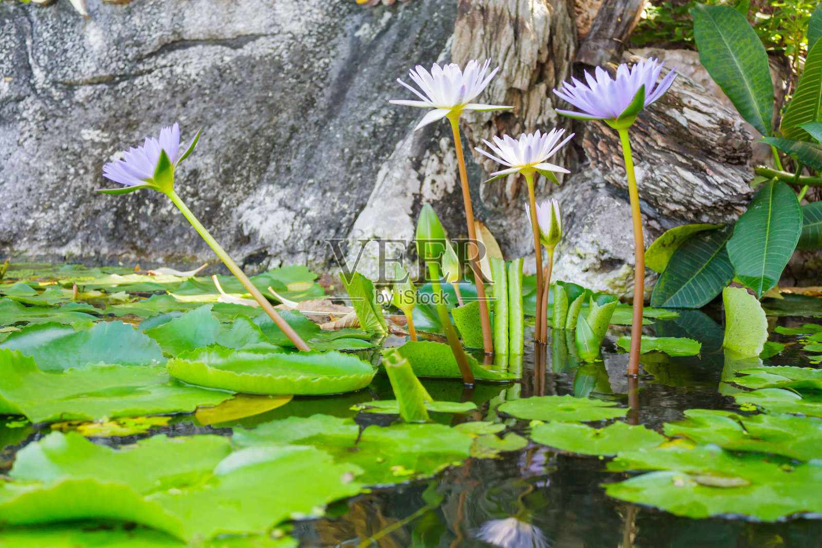 沼泽中的睡莲群照片摄影图片