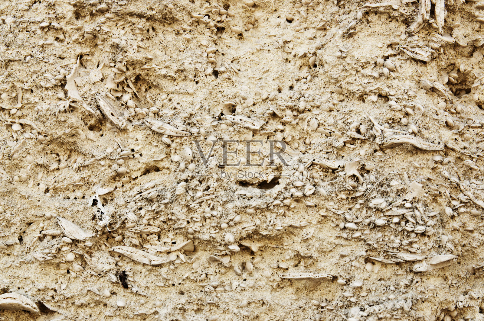 贝壳灰岩纹理照片摄影图片