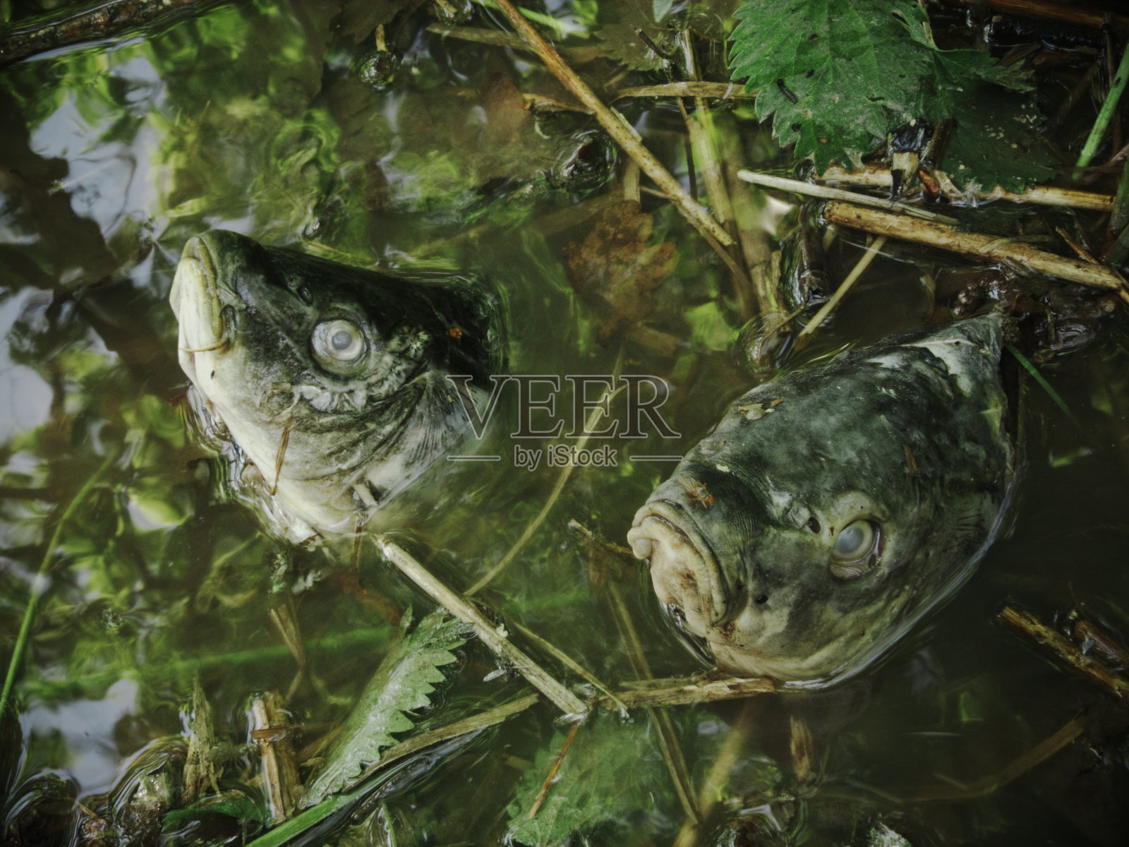 鲤鱼头照片摄影图片