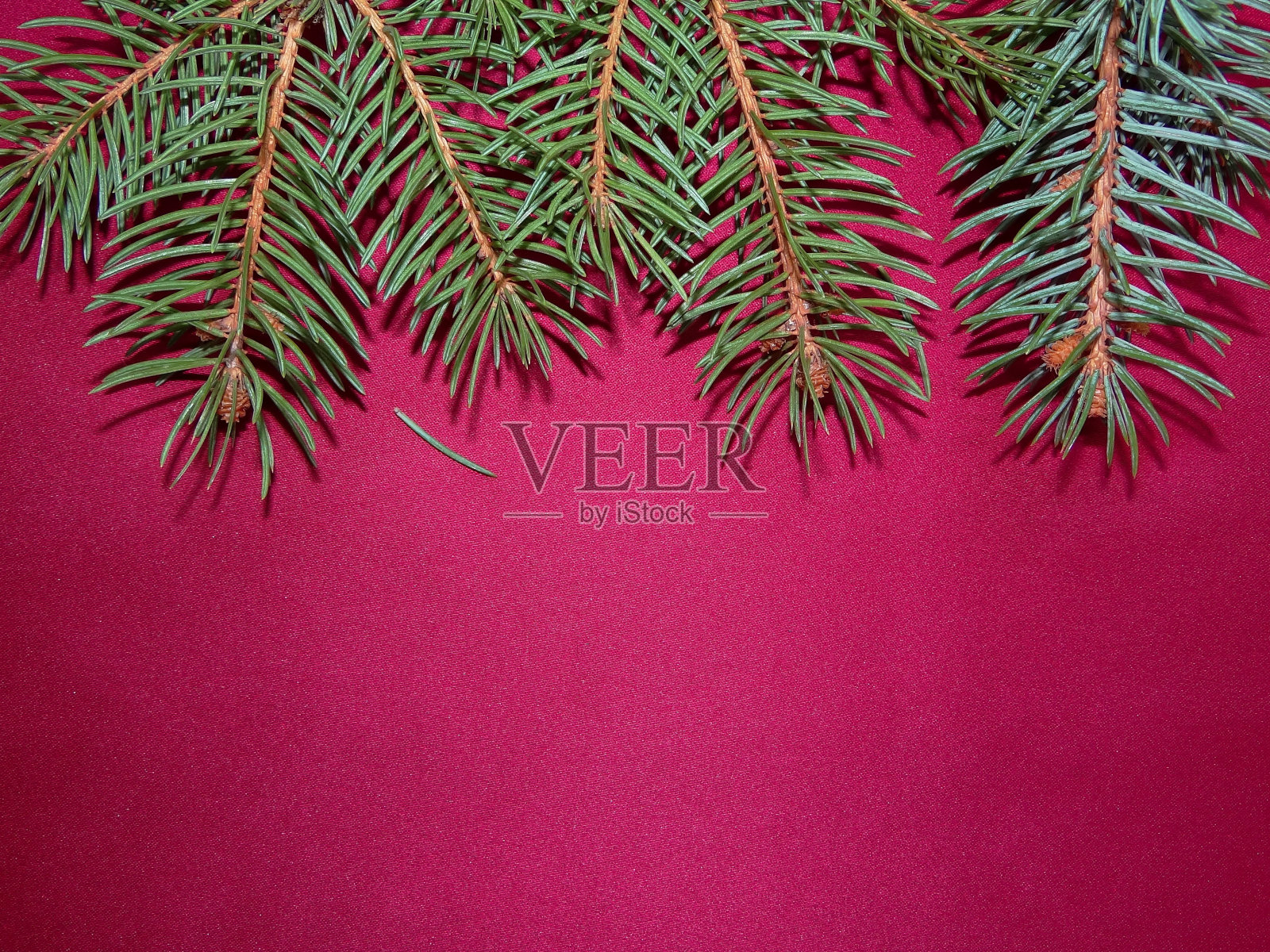 枞树形分支照片摄影图片