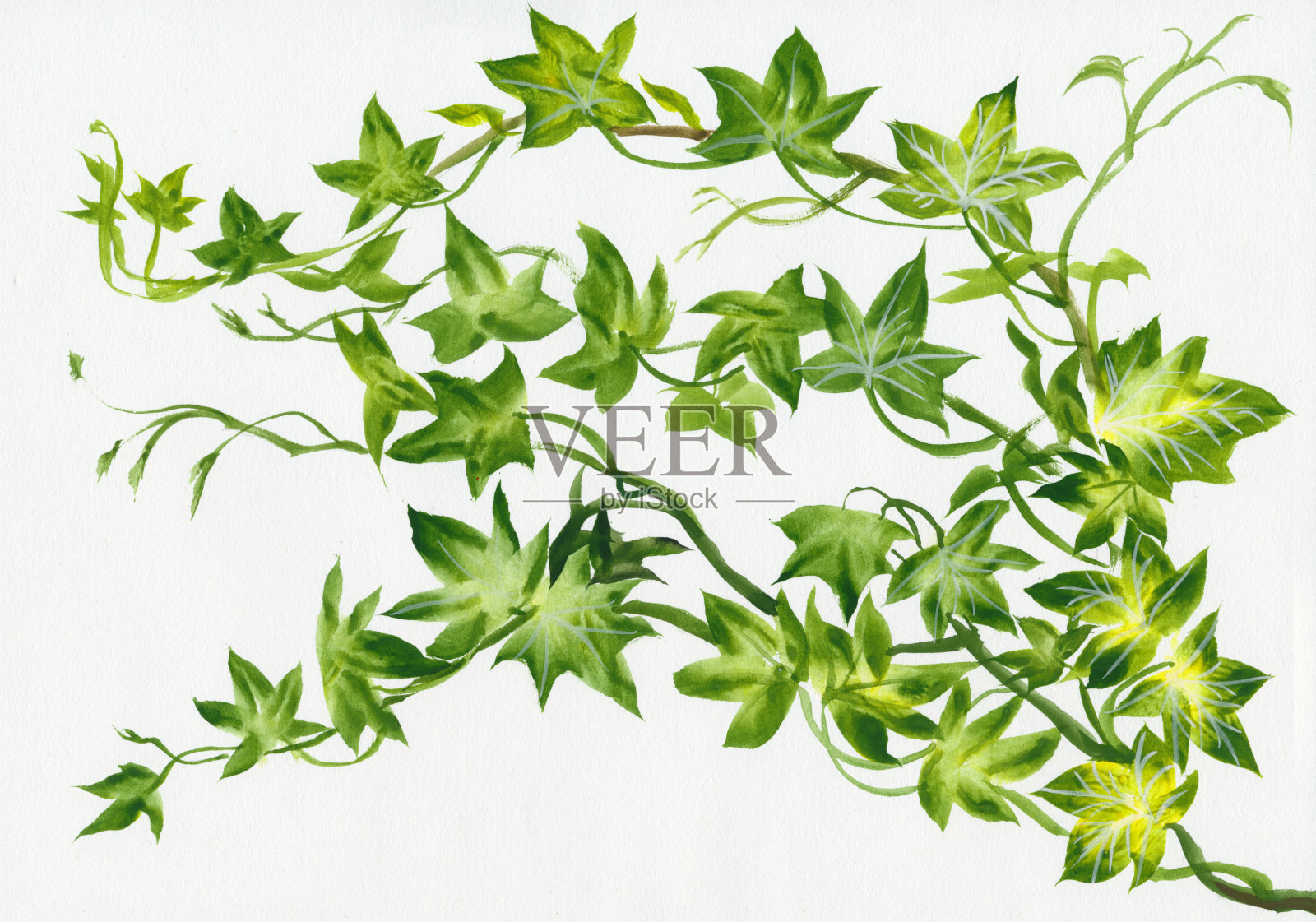 艾薇树枝孤立插画图片素材