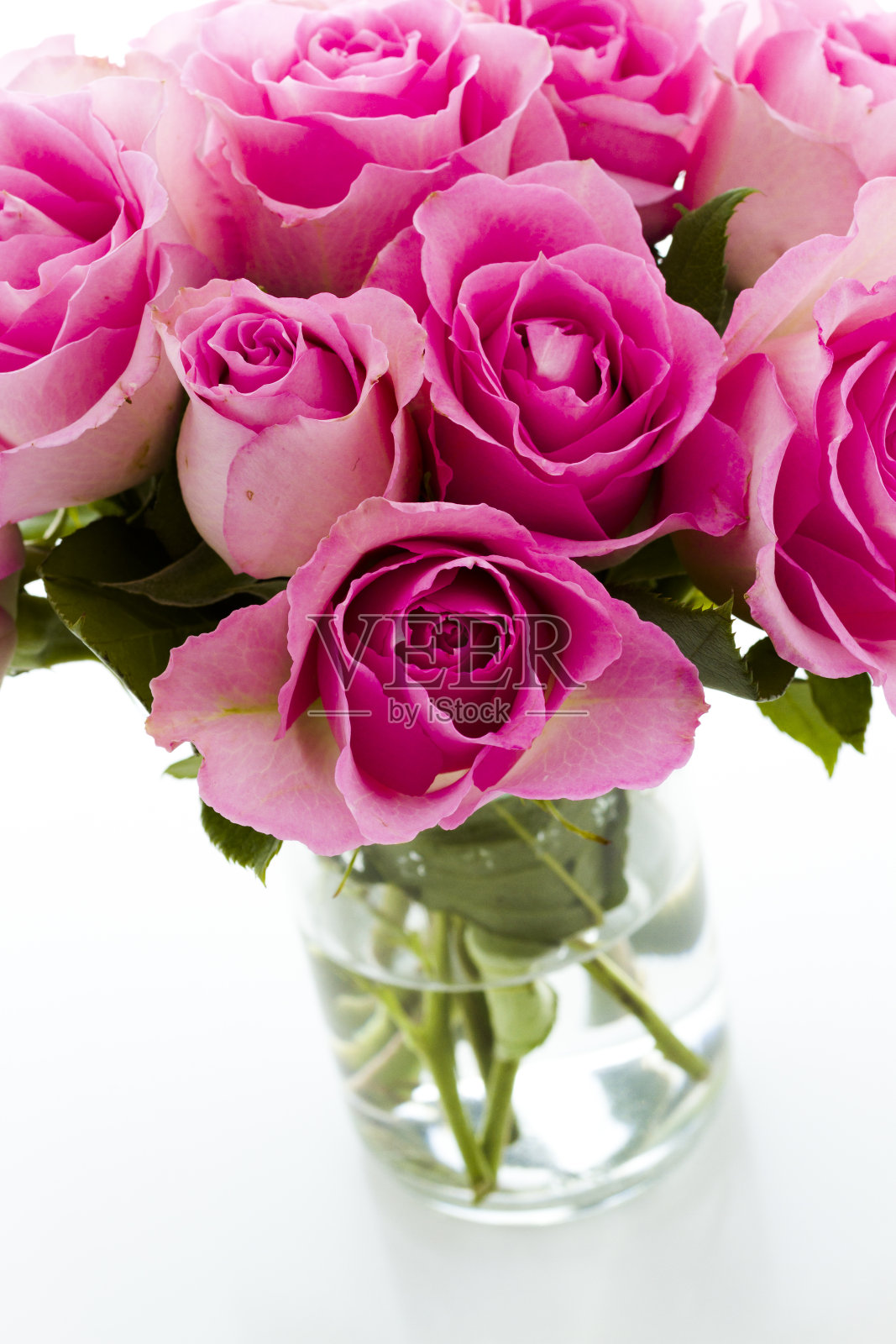 粉色的玫瑰照片摄影图片