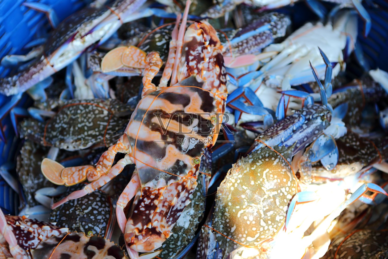 马蟹照片摄影图片