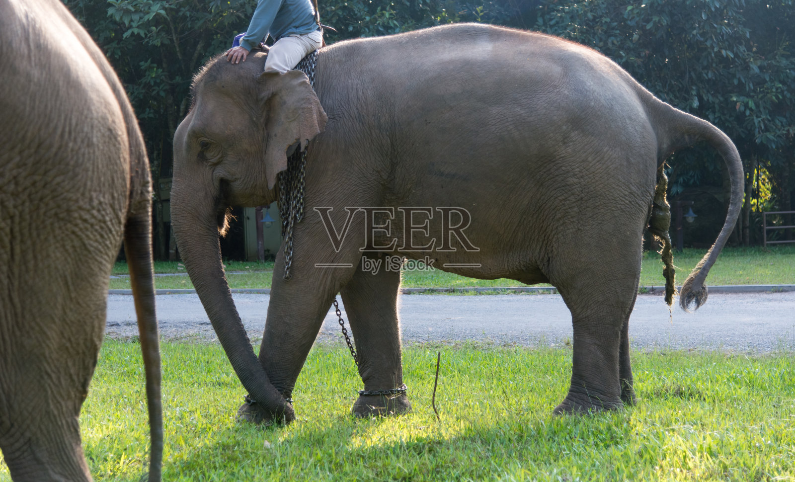 大象煞风景的照片摄影图片