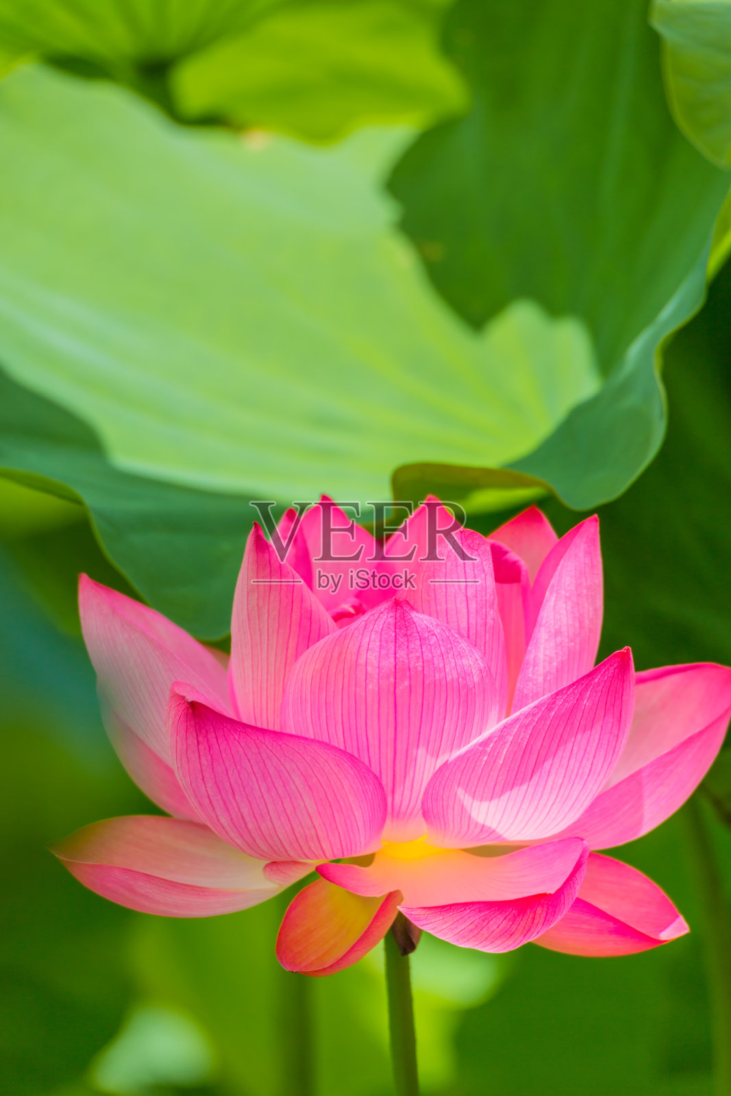 莲花照片摄影图片